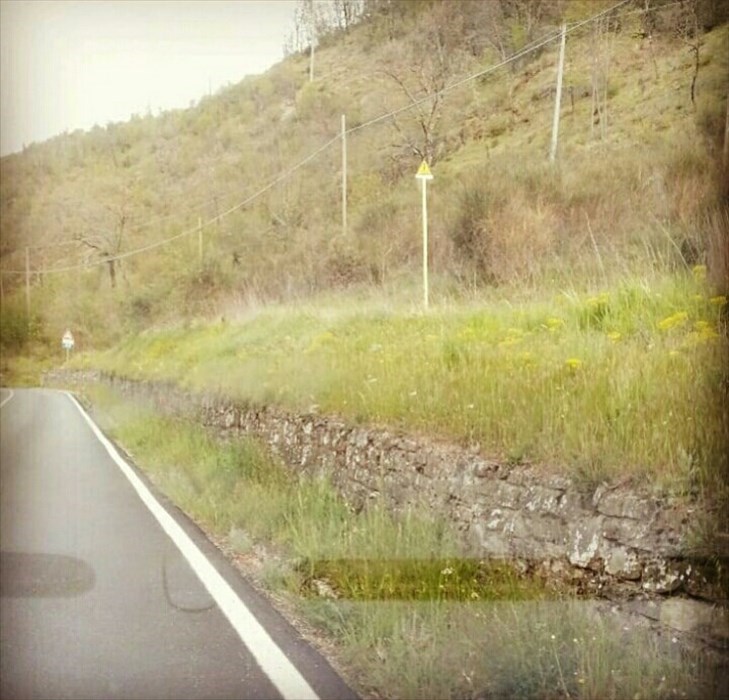 Foto erba alta nel territorio di San Godenzo