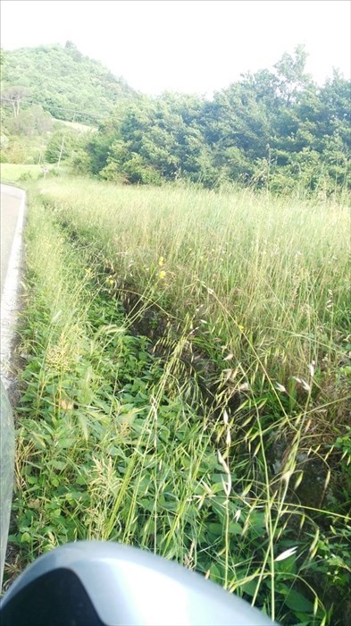 Foto erba alta nel territorio di San Godenzo