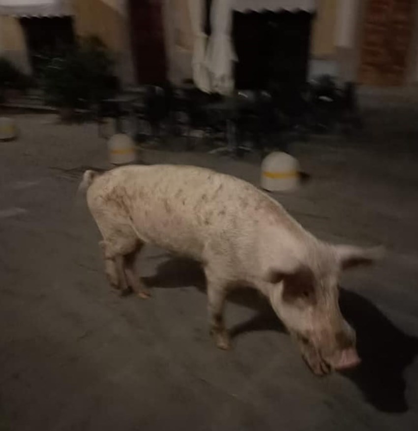 Maiale a passeggio per Londa