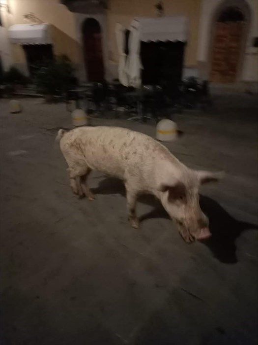 Maiale a passeggio per Londa