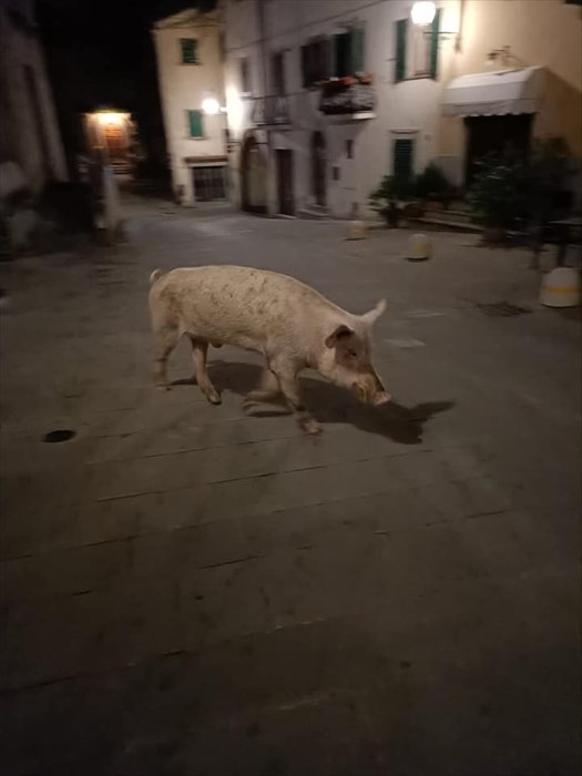 Maiale a passeggio per Londa