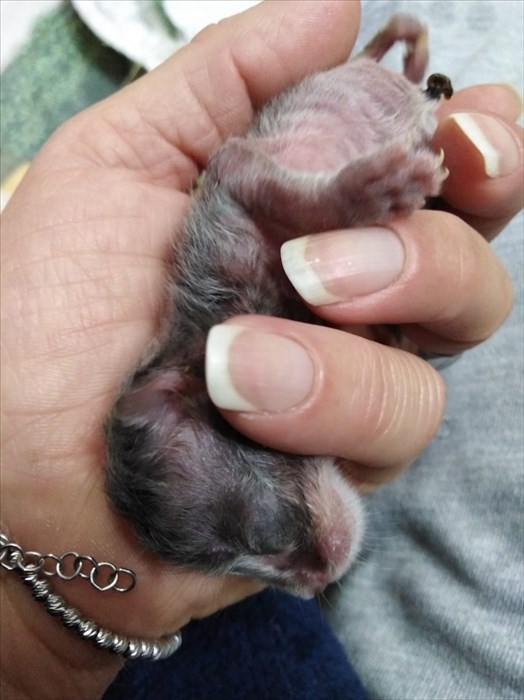 Gatti abbandonati nei cassonetti a Londa ed accolti dalla volontaria Cinzia Boddi