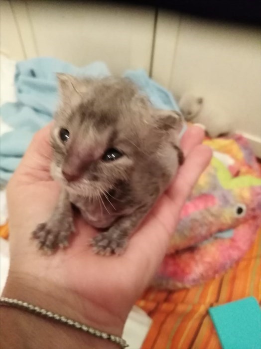 Gatti abbandonati nei cassonetti a Londa ed accolti dalla volontaria Cinzia Boddi