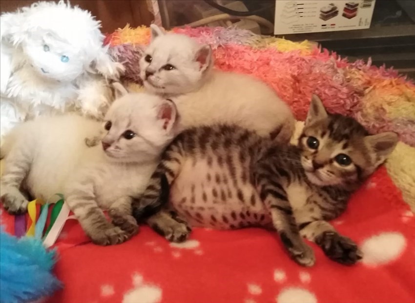 Gatti abbandonati nei cassonetti a Londa ed accolti dalla volontaria Cinzia Boddi