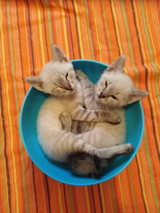 Gatti abbandonati nei cassonetti a Londa ed accolti dalla volontaria Cinzia Boddi