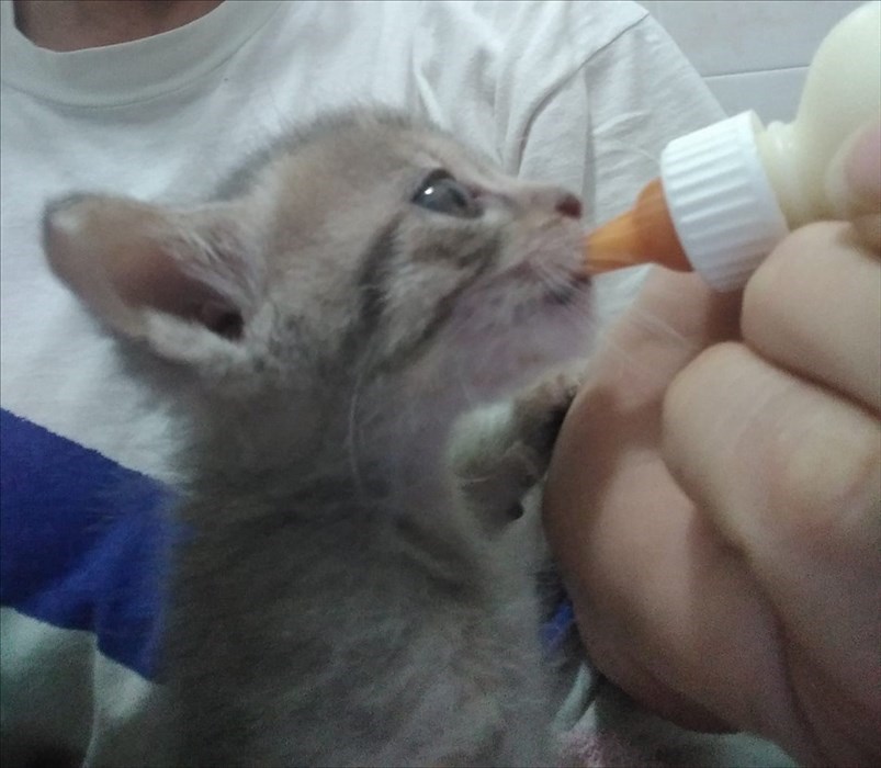 Gatti abbandonati nei cassonetti a Londa ed accolti dalla volontaria Cinzia Boddi