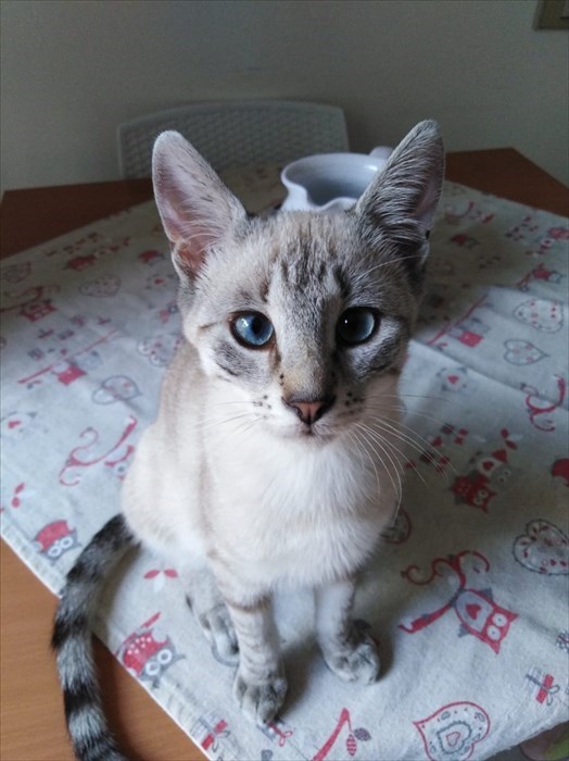 Gatti abbandonati nei cassonetti a Londa ed accolti dalla volontaria Cinzia Boddi