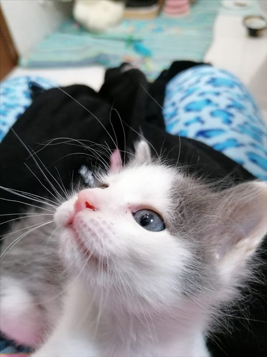 Gatti abbandonati nei cassonetti a Londa ed accolti dalla volontaria Cinzia Boddi