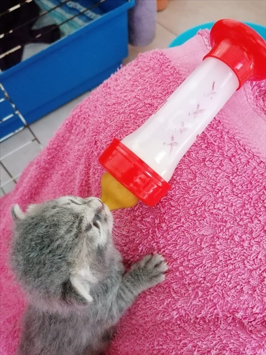 Gatti abbandonati nei cassonetti a Londa ed accolti dalla volontaria Cinzia Boddi