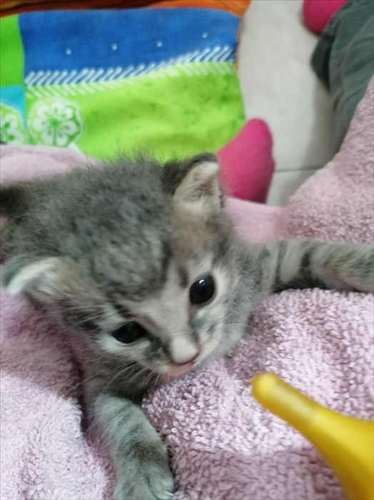 Gatti abbandonati nei cassonetti a Londa ed accolti dalla volontaria Cinzia Boddi