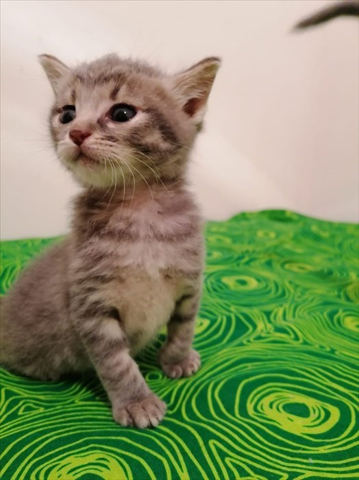 Gatti abbandonati nei cassonetti a Londa ed accolti dalla volontaria Cinzia Boddi