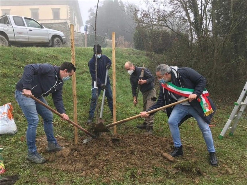 Albero per Giulio Sfameni