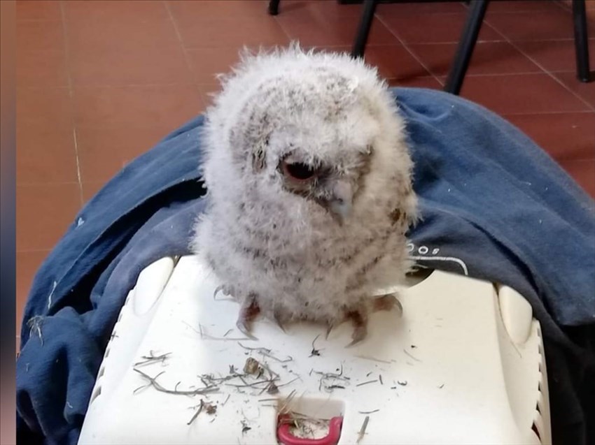 Ghiberto, il cucciolo di allocco