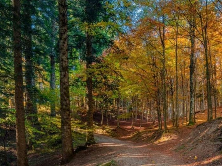 Parco delle foreste casentinesi