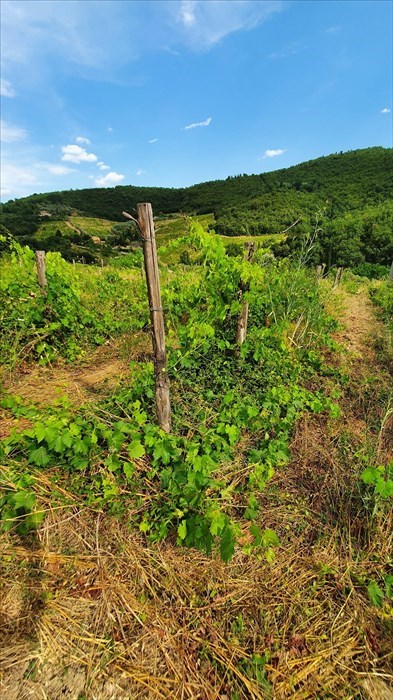 Foto-denuncia della situazione a Castiglionchio realizzate dall'associazione ""Vivere in Valdisieve"",""Associazione ""Vivere in Valdisieve"",""1