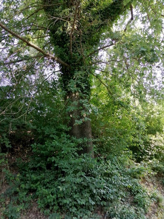 Foto-denuncia della situazione a Castiglionchio realizzate dall'associazione ""Vivere in Valdisieve"",""Associazione ""Vivere in Valdisieve"",""1