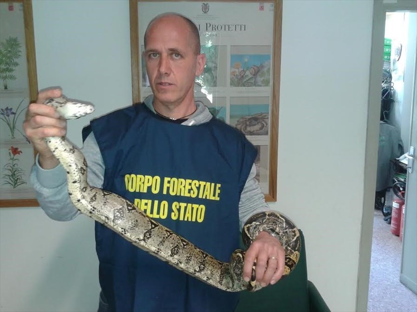 Il boa constrictor morto nelle mani dei Forestali