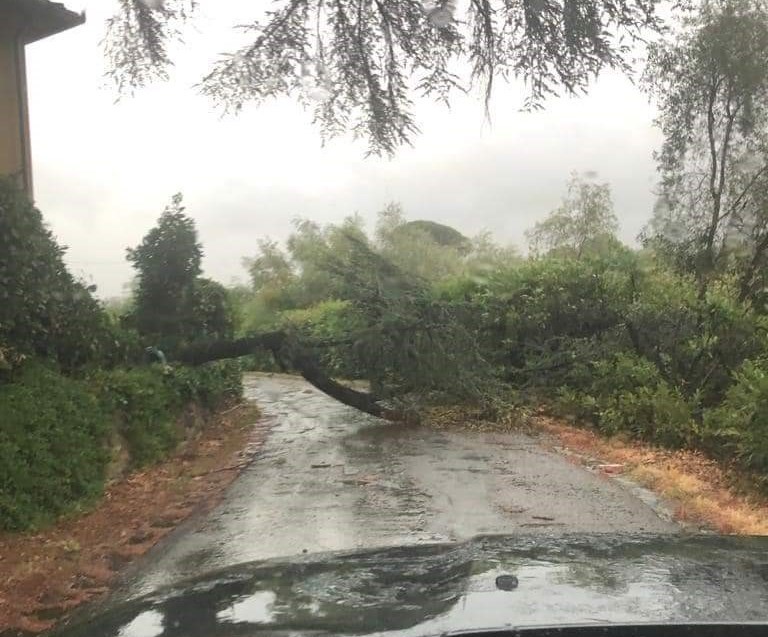 Strada di Rufina interrotta da alberi caduto per maltempo