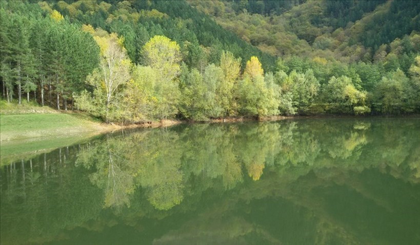Foresta di Rincine nel Comune di Londa