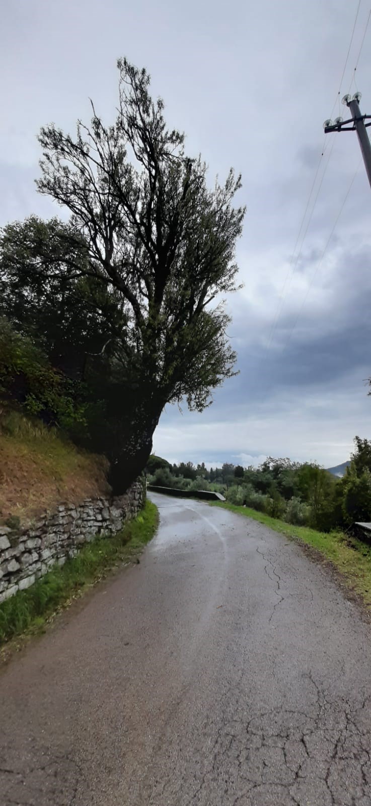 Condizioni attuali della strada di via del Palagio in Colognole