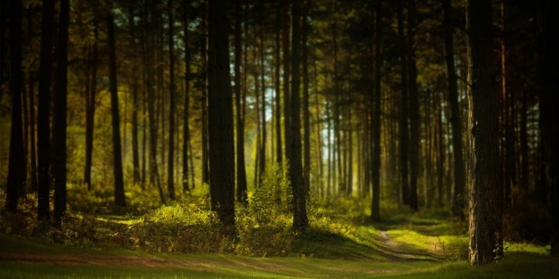 Tanti alberi nuovi a Firenze
