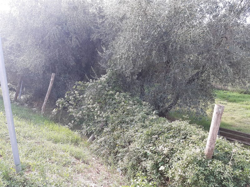 Situazione area cani San Francesco a Settembre 2022