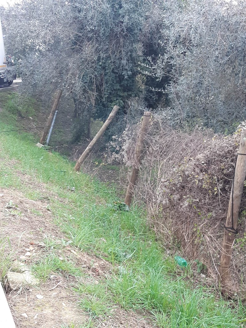 Situazione area cani San Francesco a Gennaio 2023