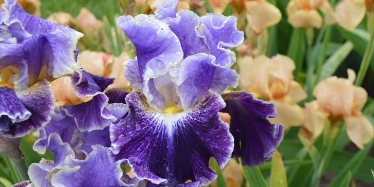 l’iris belle fille