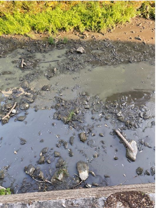 La moria di pesci e l'onda nera nel Rincine