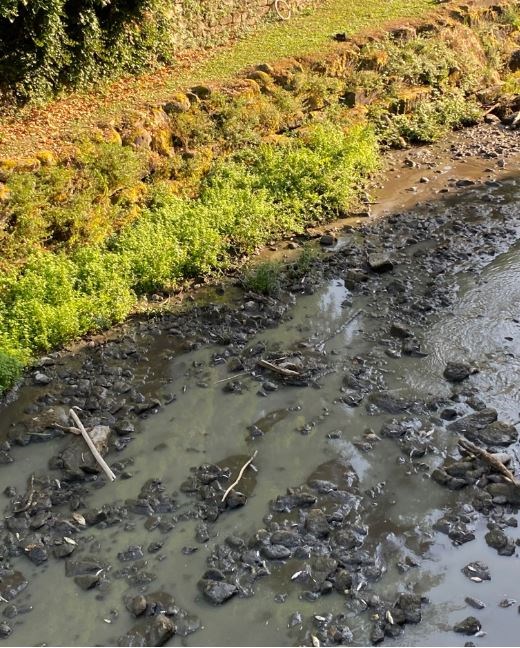 La moria di pesci e l'onda nera nel Rincine