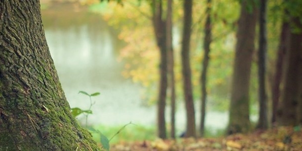 progetto di forestazione urbana per Calenzano