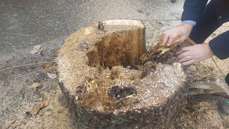 Le foto dell'intervento di abbattimento degli alberi in Via Pampaloni a Figline Valdarno