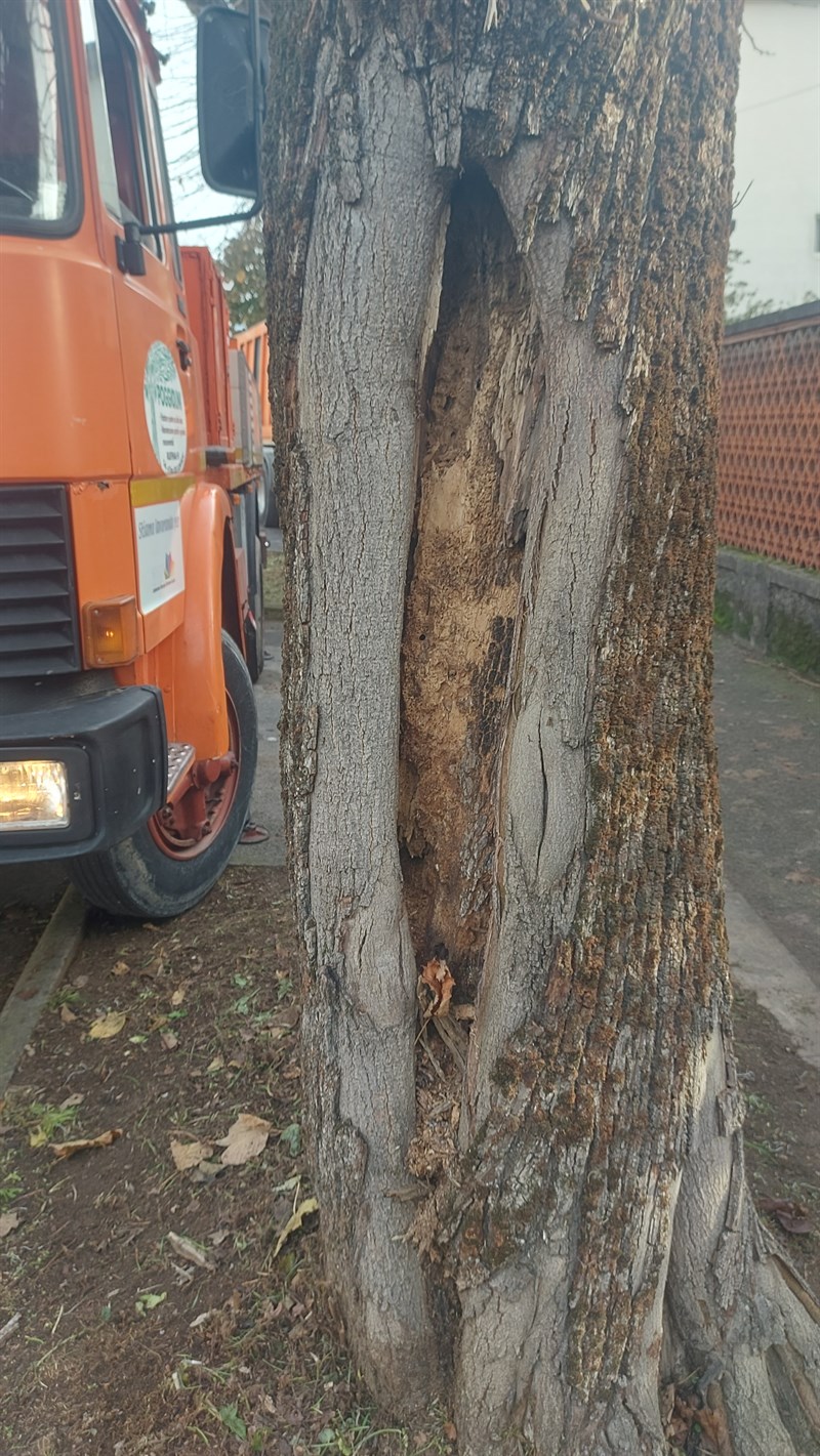 Le foto dell'intervento di abbattimento degli alberi in Via Pampaloni a Figline Valdarno