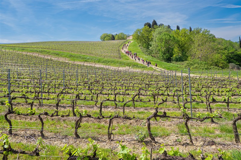 Nipozzano in Rosa, grande successo della raccolta fondi in Valdisieve, un trekking per la Lotta contro il cancro di I sentieri di Arianna