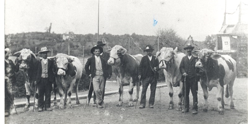 Un’immagine dell’avv. Ungania di una fiera di bestiame nei primi del ‘900.