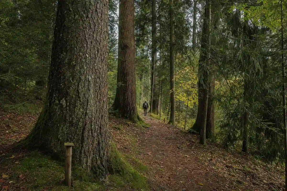 Sentiero nel bosco tra conifere alte, tronco in primo piano con muschio e piccolo paletto, persona sullo sfondo