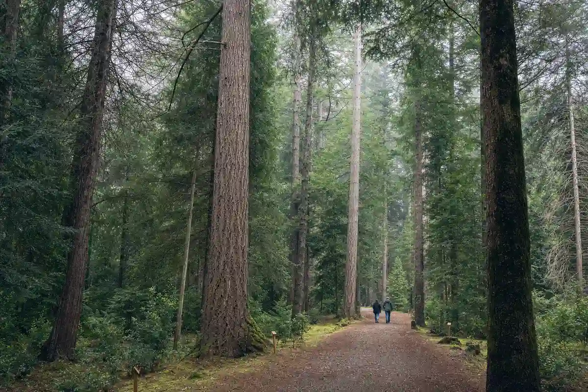 Sentiero nel bosco con alti alberi di conifere e due persone che camminano in lontananza