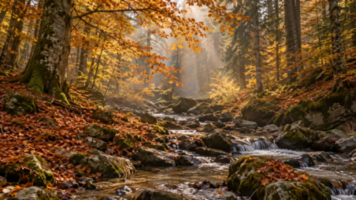 Foglie autunnali lungo un ruscello nel bosco